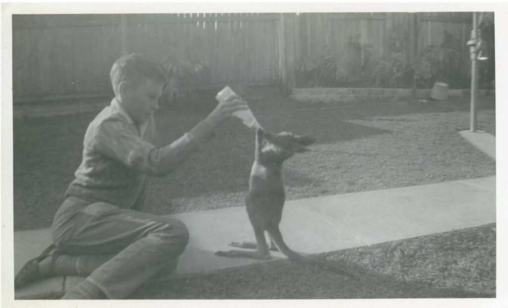 Feeding a kangaroo with a bottle