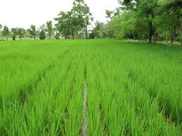 Australian food crops