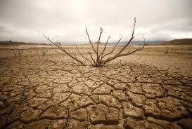 Dry pasture in a drought